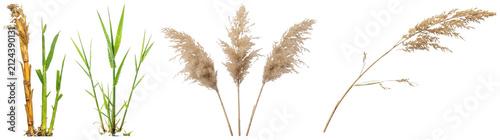 Canvastavla A collection of reed grass stems, plumes, roots, wreaths, and bouquet arrangements in natural green and straw tones