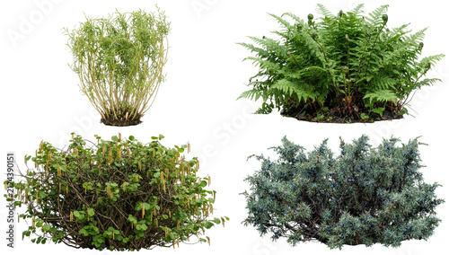 Fotografie A collection of dense wild thicket and shrub plants including brambles, reeds, ferns, and coastal and woodland growth