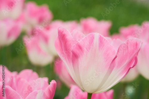 Delicate Pink and White Tulip Blooming in Spring Garden, Soft Pastel Floral Background