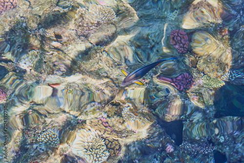 Sohal Surgeonfish Swimming Above Vibrant Coral Reef in Crystal Clear Tropical Shallow Water