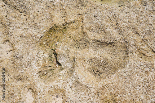 Fossilized Coral Imprint in Limestone Rock Surface, Natural Geological Texture Background
