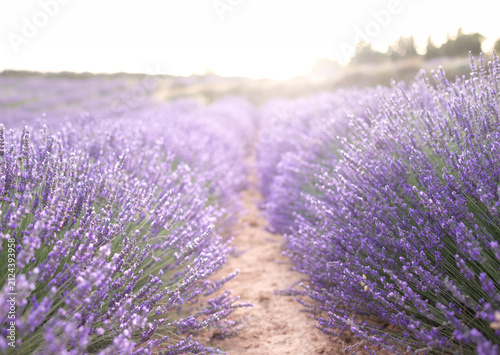 Sunset over a summer lavender field. Landscape with rows of lavender