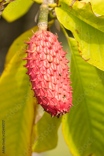 close up of the red fruit of the japenese bigleaf magnolia plant
