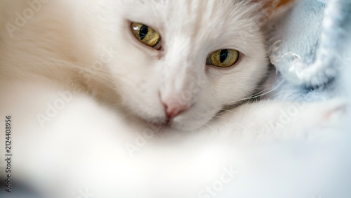 White cat resting on a soft surface with a calm expression in the room