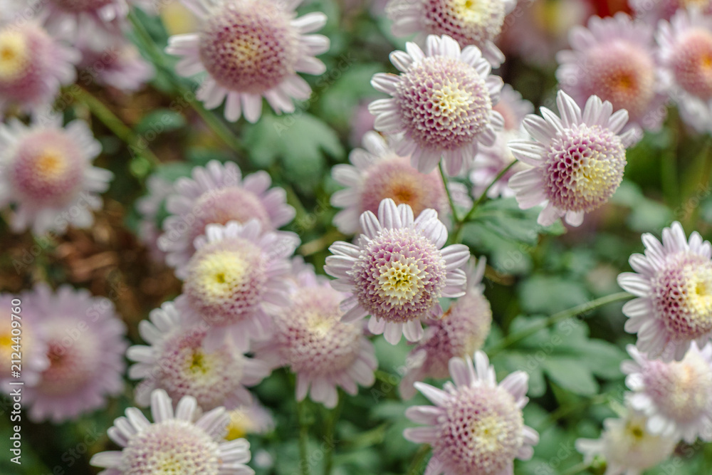 Naklejka premium Beautiful flower