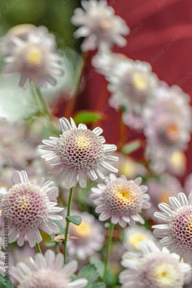 Naklejka premium Beautiful flower
