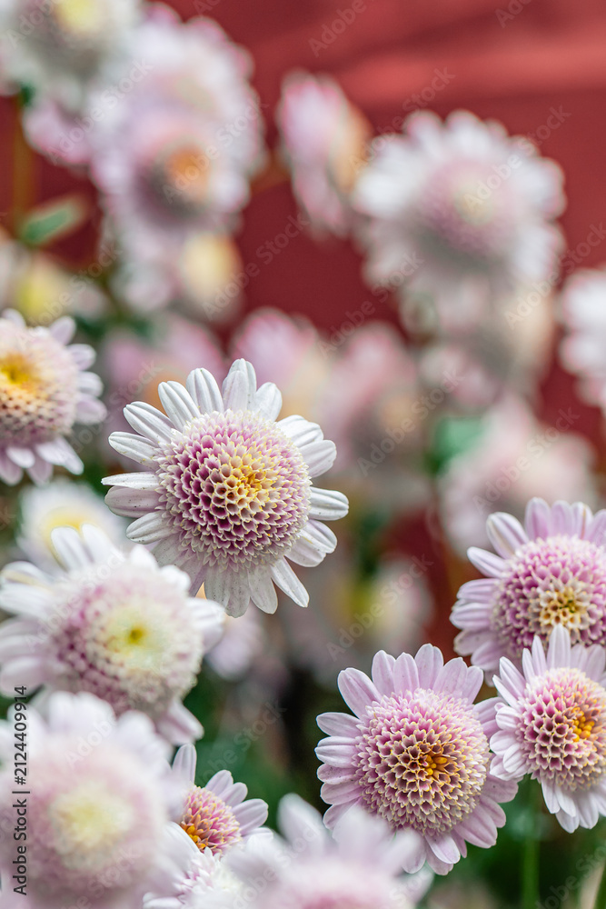 Naklejka premium Beautiful flower