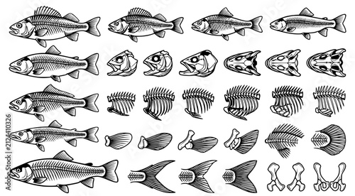 Fotografie Comprehensive set of fish skeleton and anatomical parts illustrations including