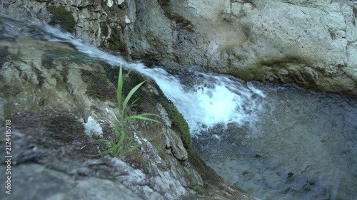 Wilder Waldbach mit Wasserfall - Ein Ökosystem in Bewegung