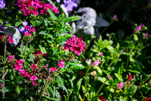 Bright magenta verbena flowers blooming in sunny garden bed with green leaves