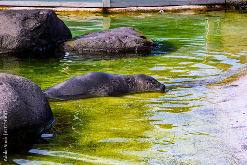 Spotted harbor seal resting peacefully in clear green pool water at Reykjavik zoo