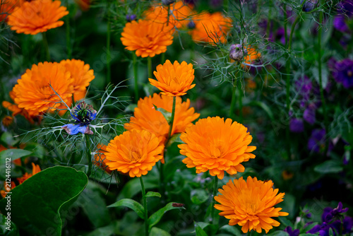 Vibrant orange and yellow calendula flowers blooming in garden with dark green foliage