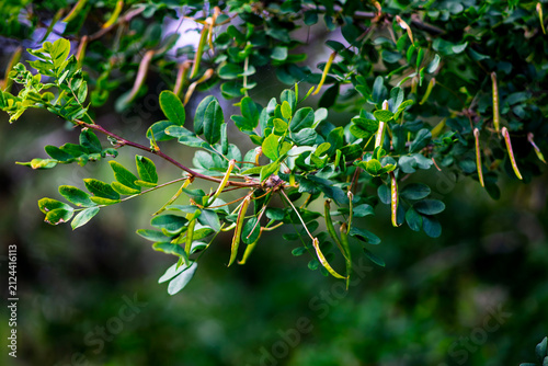 Close up of green compound leaves and hanging seed pods on tree branch in summer