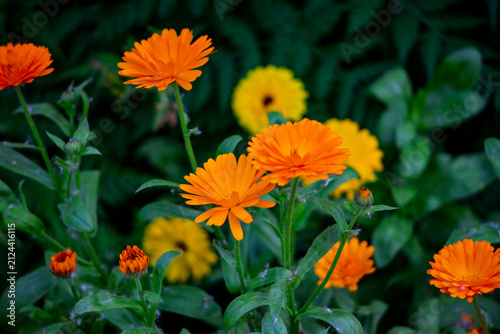 Bright orange calendula flowers blooming in garden with soft green background and blue accents