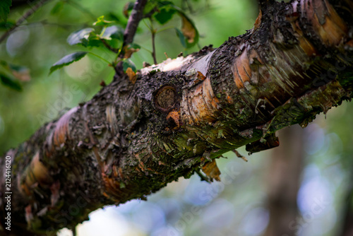 Close up of rough peeling tree bark on thick branch with soft bokeh green background