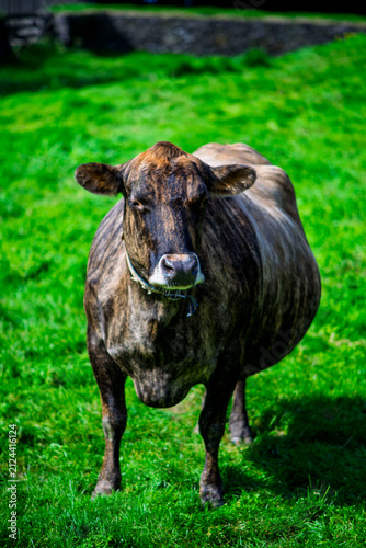 Vertical portrait of brown brindle cow standing on vibrant green pasture in sunny day