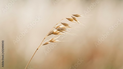 Minimalist dry grass stalk against a soft neutral background for abstract nature designs