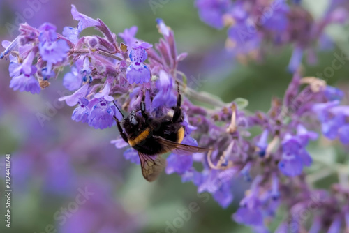 Trzmiel (z rodzaju Bombus) siedzi na jaskrawofioletowych kwiatach kocimiętki (Nepeta cataria) w ogrodzie. Puszyste ciało trzmiela z charakterystycznymi czarno-żółtymi paskami na delikatnych kwiatach