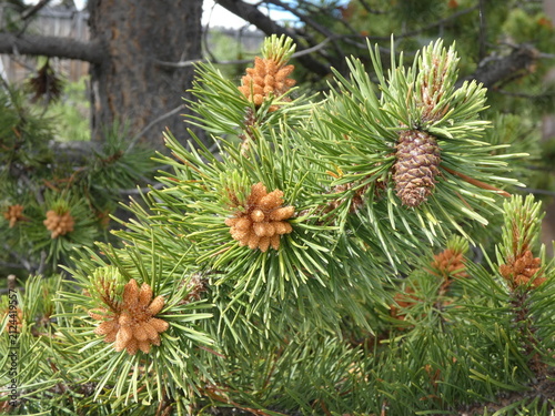 beautiful branch tips of a fir tree with a cone and pollen cones