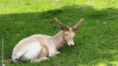 White fallow deer buck resting on green grass