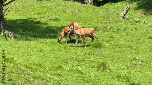 Wild deer herd grazing peacefully in green forest meadow