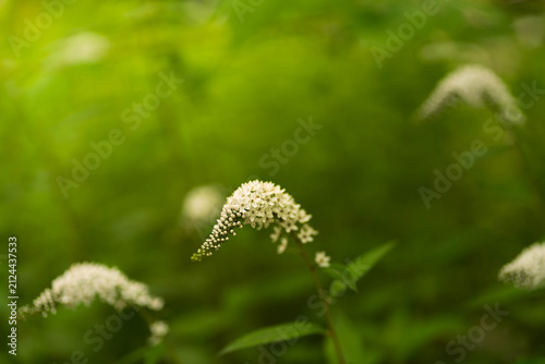 Obraz na płótnie Close-up of blooming Gooseneck Loosestrife (Lysimachia clethroides) flowers with