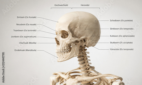 AI generated detailed human skull anatomy diagram labeled cranial bones cervical spine skeletal structure for medical education healthcare training clinical reference