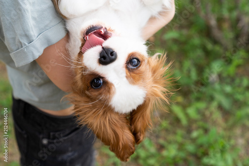Puppy looking at camera while being held upside down, showing tongue