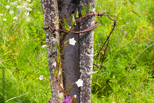 Fotografie Delicate Convolvulus arvensis vines gracefully entwine around rusted, broken bar