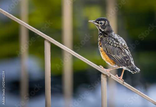 Juvenile American robin (Turdus migratorius) fledgling perched on a metal handrail in Hamilton, Ontario, Canada.