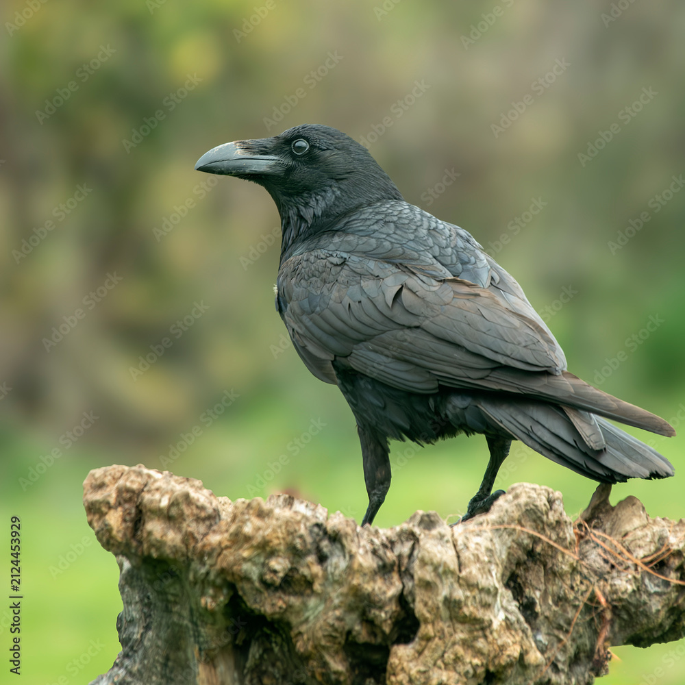 Naklejka premium crow perched on a log cloudy day