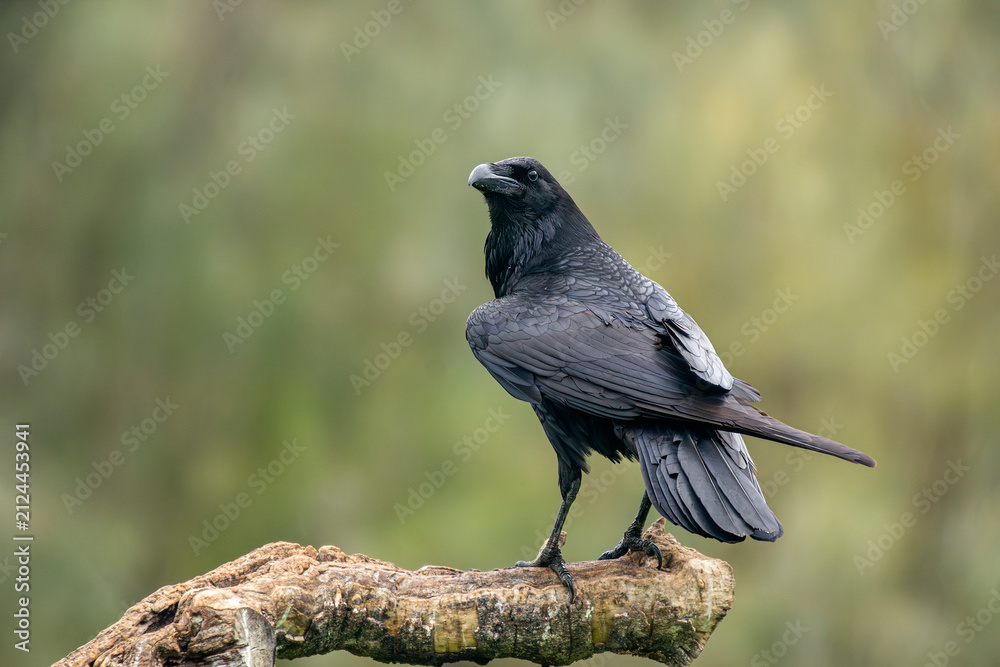 Naklejka premium crow perched on a log cloudy day