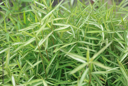 Dense striped bamboo leaves glowing in gentle natural light.