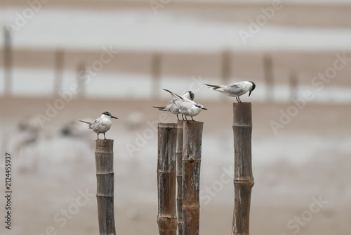 Small terns rest on bamboo posts against a soft neutral backdrop.