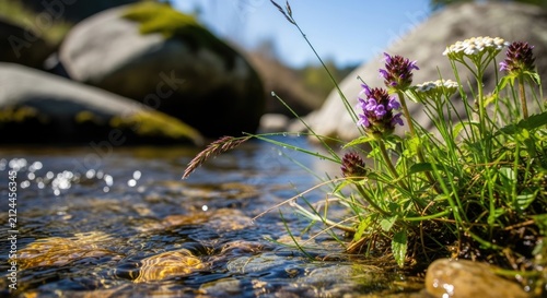 wildflowers by river stream