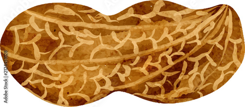 Quadro su tela Watercolor peanut illustration with detailed shell texture