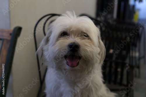 Foto jack russell terrier