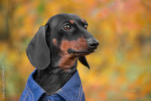Cuadro en lienzo Close portrait of a black and tan dachshund dog in a denim jacket looking aside against a blurred golden autumn forest background, secretive puppy glance, seasonal pet style