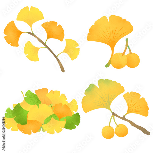 Watercolor ginkgo leaf illustration