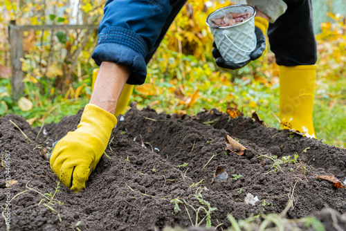 Unrecognizable woman plants garlic cloves in prepared garden soil during late autumn. Wearing bright yellow rubber gardening boots and protective gloves. Concept of healthy farming local food