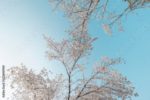 Foto blooming cherry blossoms