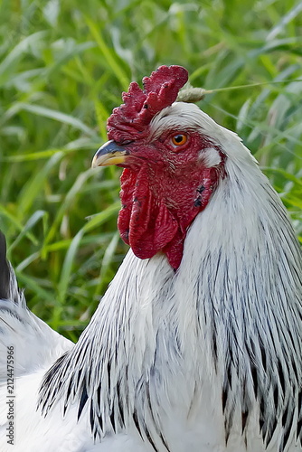 close up of a rooster