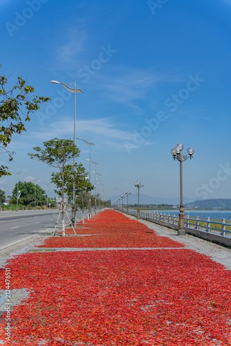 Quadro su tela Long stretch of drying chilies beside the Tra Khuc river, Quang Ngai, Vietnam