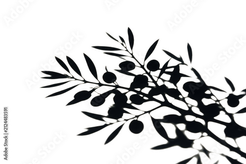 Silhouette shadow of olive branch with fruits as PNG element isolated on transparent background