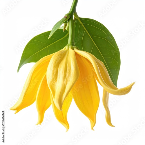 A single, drooping yellow flower with green leaves, against white
