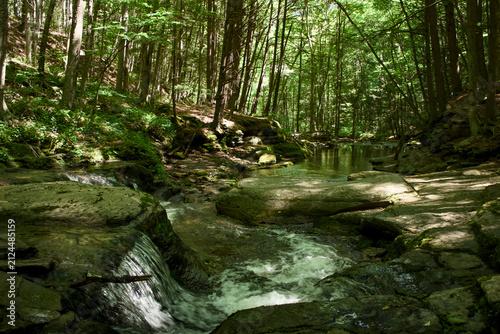 Canvas Print river in the forest