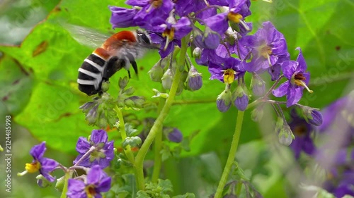 Native bee flying in slow motion collecting nectar from wild purple flowers, close up macro shot