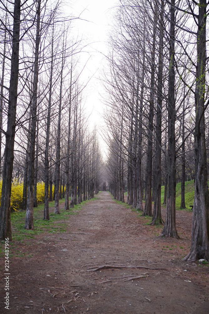 Fototapeta premium road in the forest