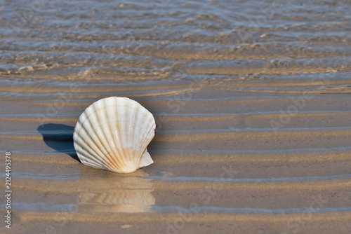 White scallop shell on the shore