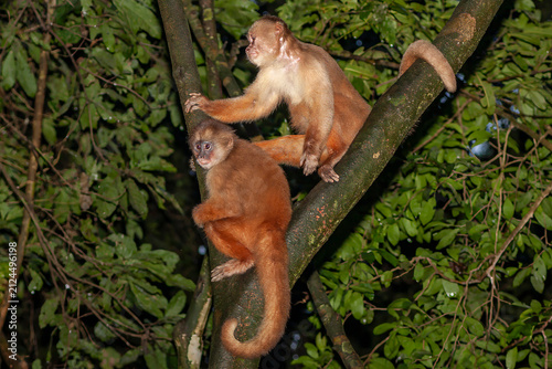 Canvas Print White-fronted Capuchin Monkey